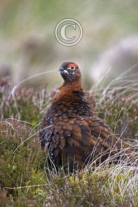 Red Grouse 2